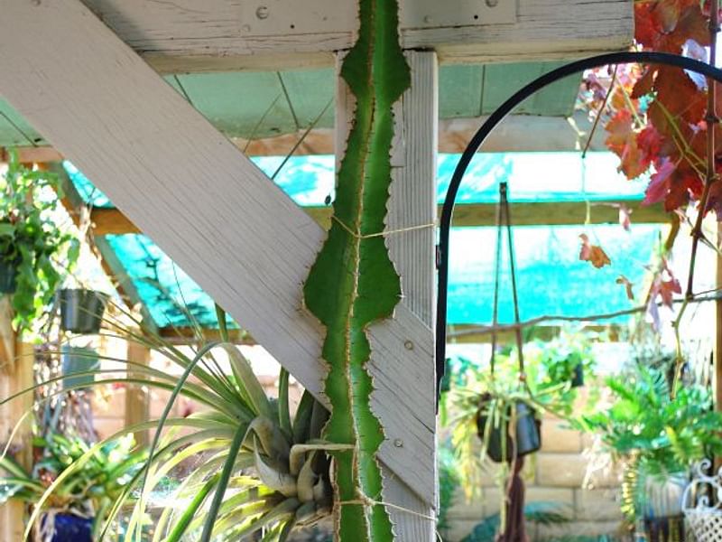 Euphorbia Fortissima | Euphorbia | Euphorbiaceae
