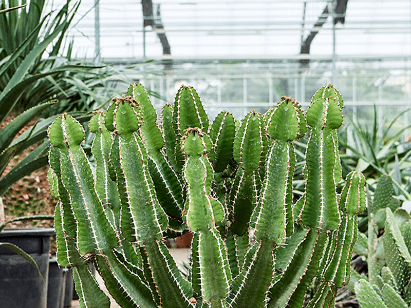 Euphorbia Fortissima | Euphorbia | Euphorbiaceae