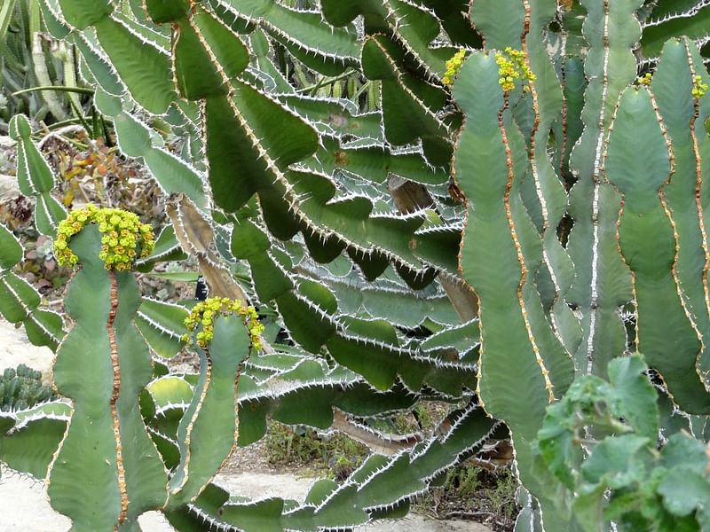 Euphorbia Fortissima | Euphorbia | Euphorbiaceae
