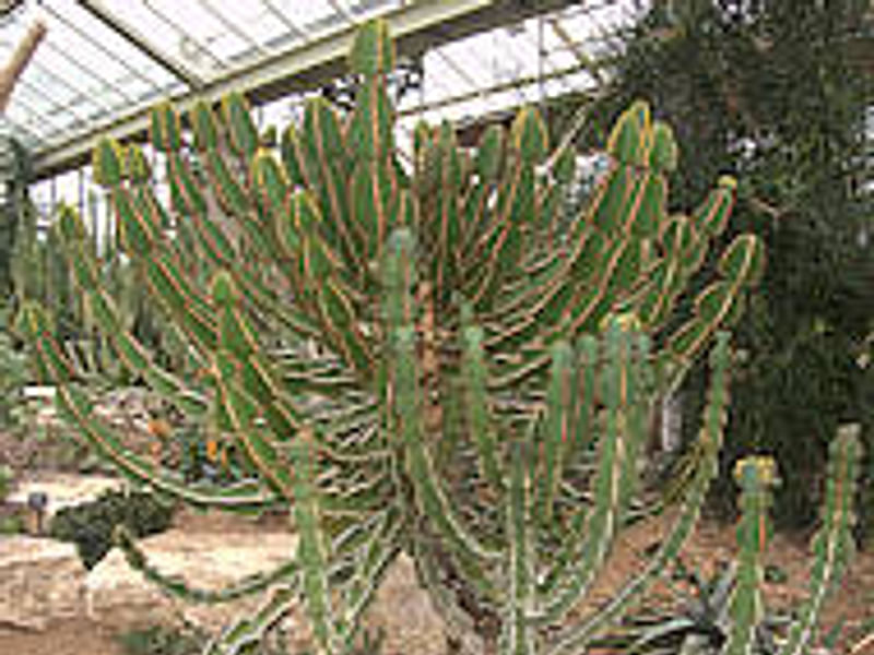 Euphorbia Fortissima | Euphorbia | Euphorbiaceae