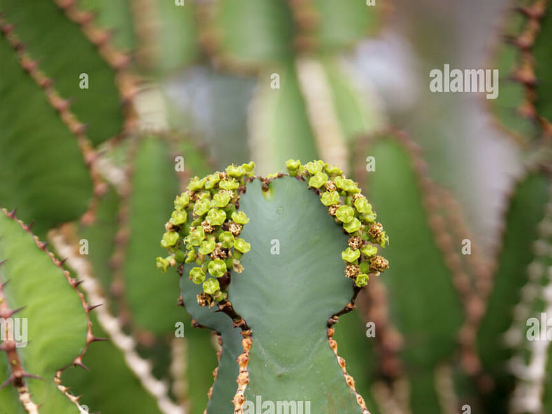 Euphorbia Fortissima | Euphorbia | Euphorbiaceae