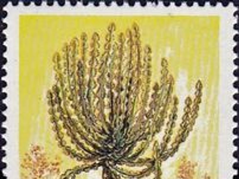 Euphorbia Fortissima | Euphorbia | Euphorbiaceae