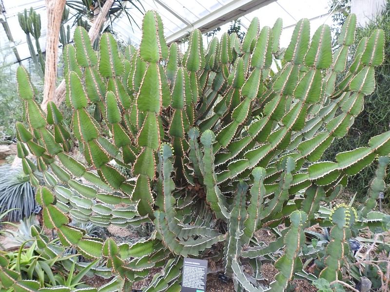 Euphorbia Fortissima | Euphorbia | Euphorbiaceae