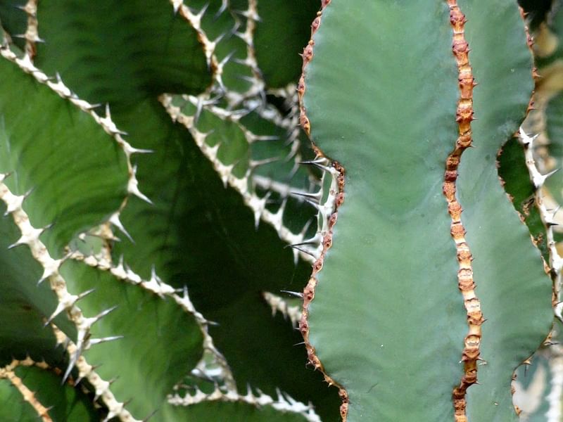 Euphorbia Fortissima | Euphorbia | Euphorbiaceae