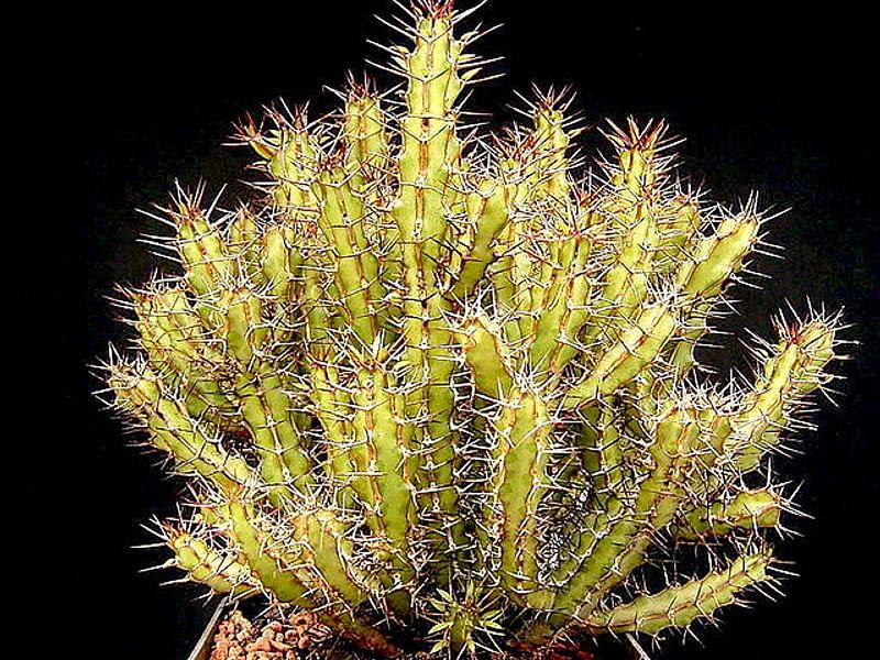 Euphorbia Griseola Var. Griseola | Euphorbia | Euphorbiaceae
