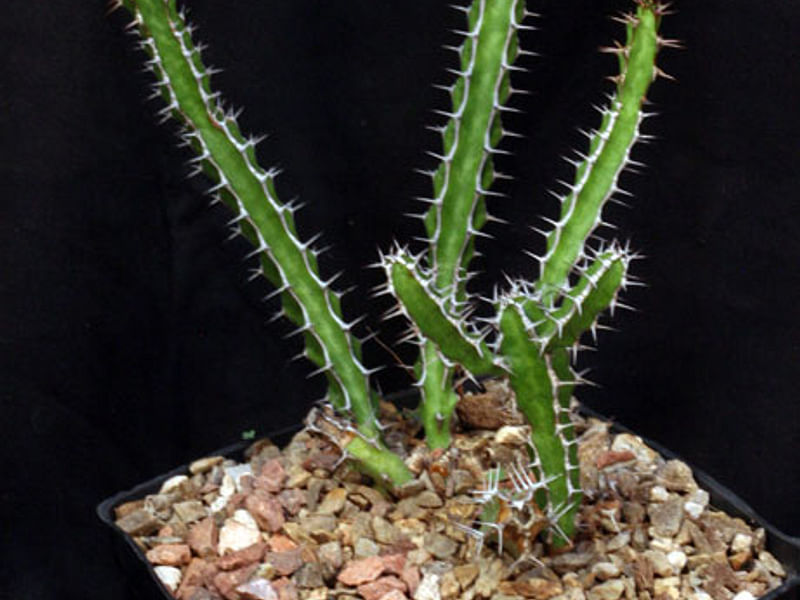 Euphorbia Griseola Var. Griseola | Euphorbia | Euphorbiaceae