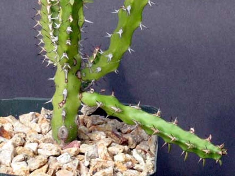 Euphorbia Griseola Var. Griseola | Euphorbia | Euphorbiaceae