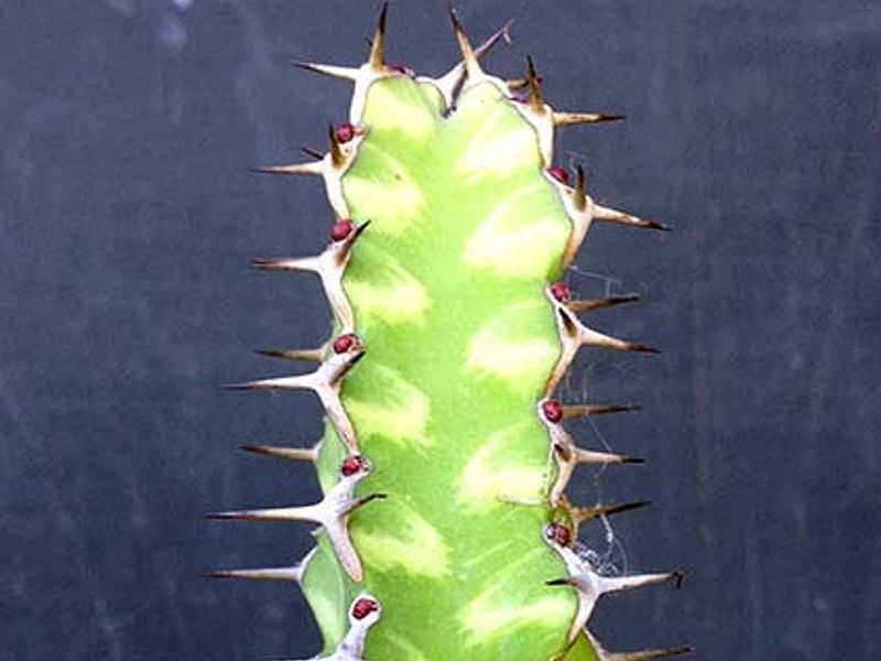 Euphorbia Griseola Var. Griseola | Euphorbia | Euphorbiaceae