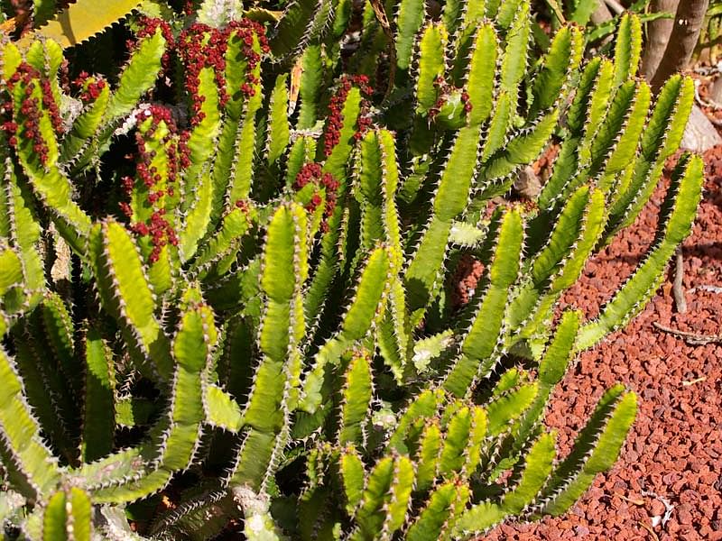 Euphorbia Griseola Var. Griseola | Euphorbia | Euphorbiaceae