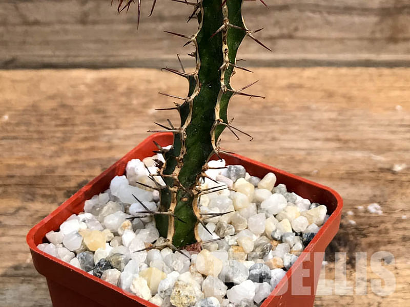 Euphorbia Griseola Var. Griseola | Euphorbia | Euphorbiaceae
