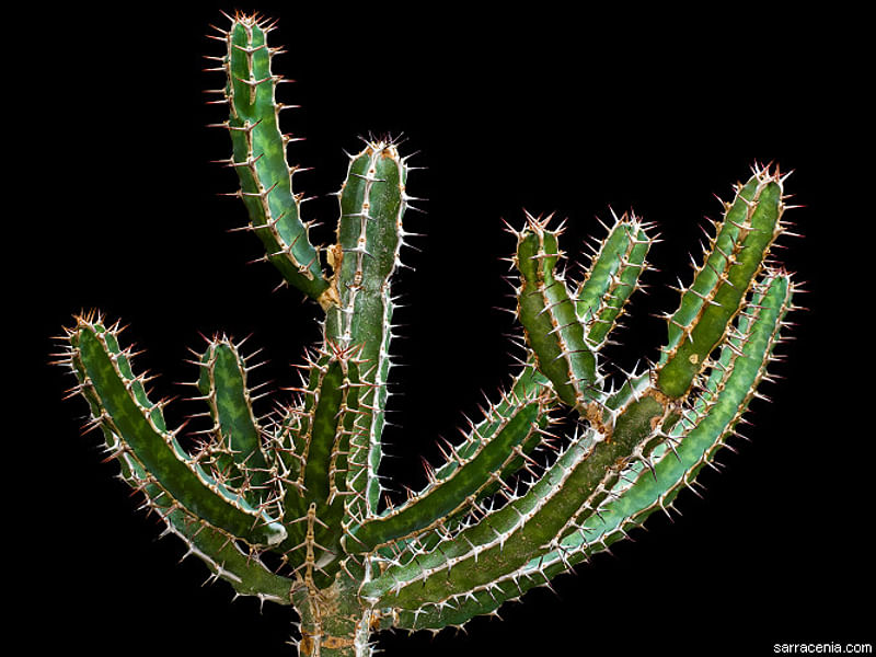 Euphorbia Griseola Var. Griseola | Euphorbia | Euphorbiaceae