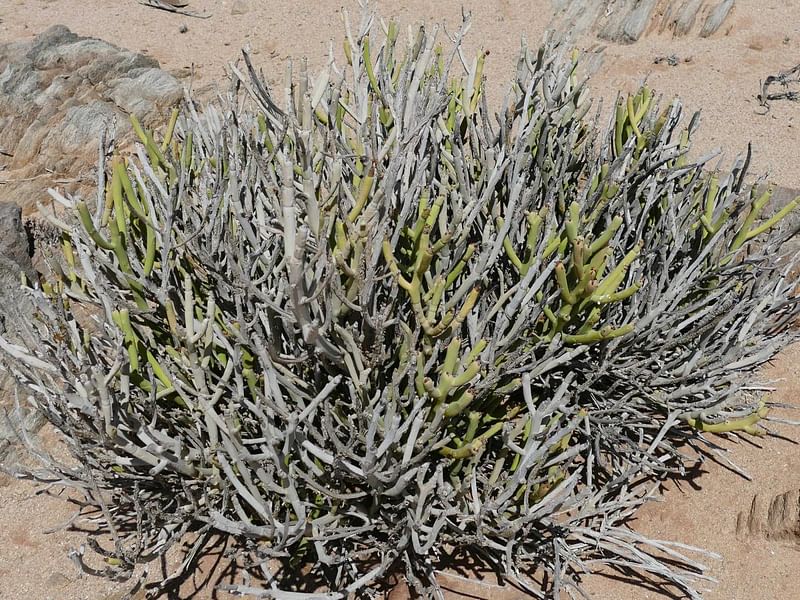 Euphorbia Gummifera | Euphorbia | Euphorbiaceae