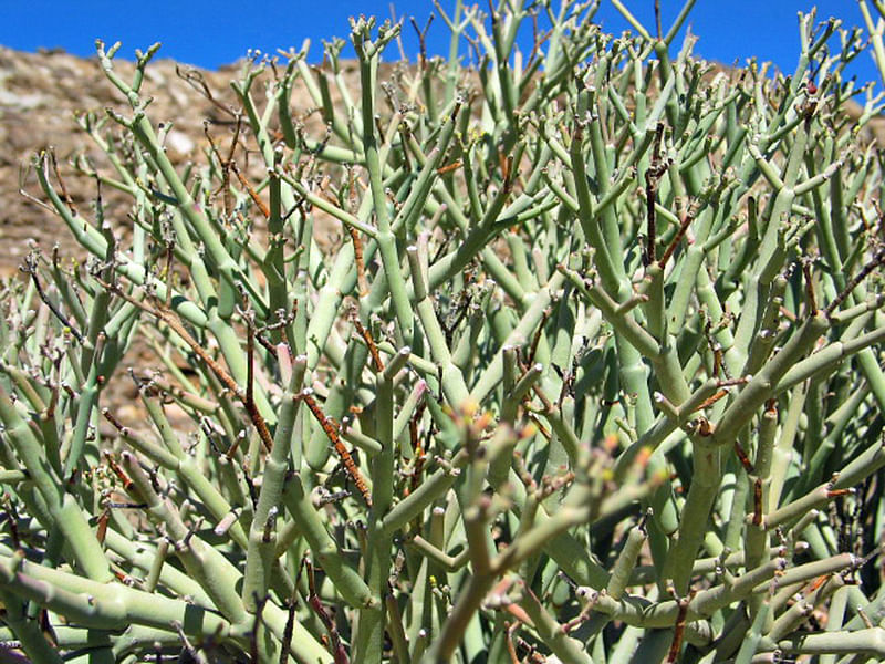 Euphorbia Gummifera | Euphorbia | Euphorbiaceae