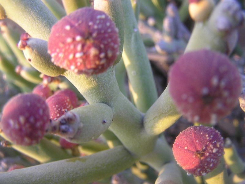 Euphorbia Gummifera | Euphorbia | Euphorbiaceae