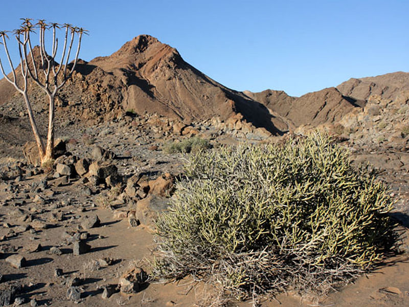 Euphorbia Gummifera | Euphorbia | Euphorbiaceae