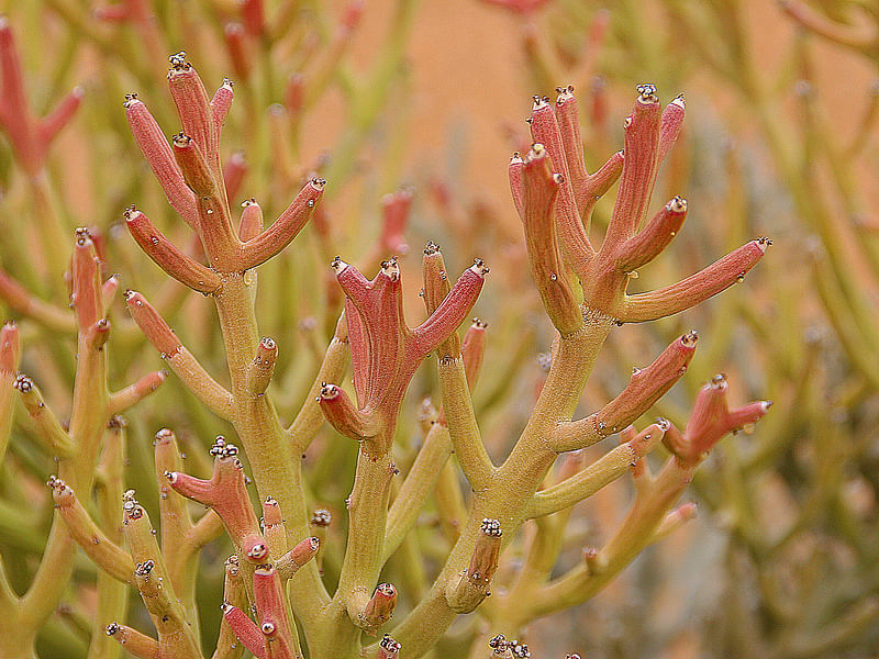 Euphorbia Gummifera | Euphorbia | Euphorbiaceae