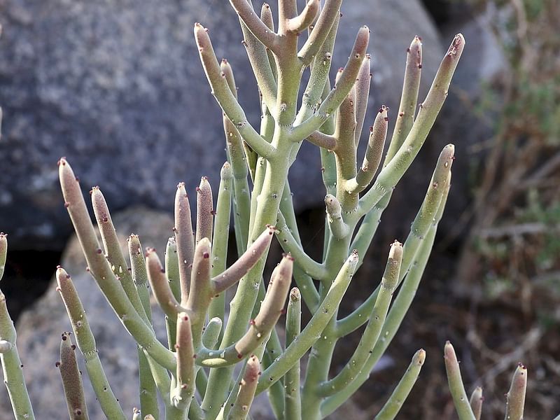 Euphorbia Gummifera | Euphorbia | Euphorbiaceae