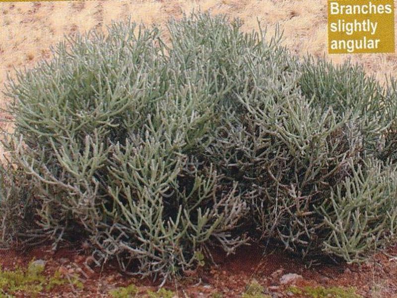 Euphorbia Gummifera | Euphorbia | Euphorbiaceae