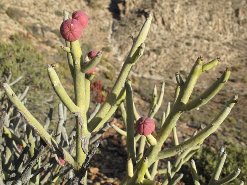 Euphorbia Gummifera | Euphorbia | Euphorbiaceae