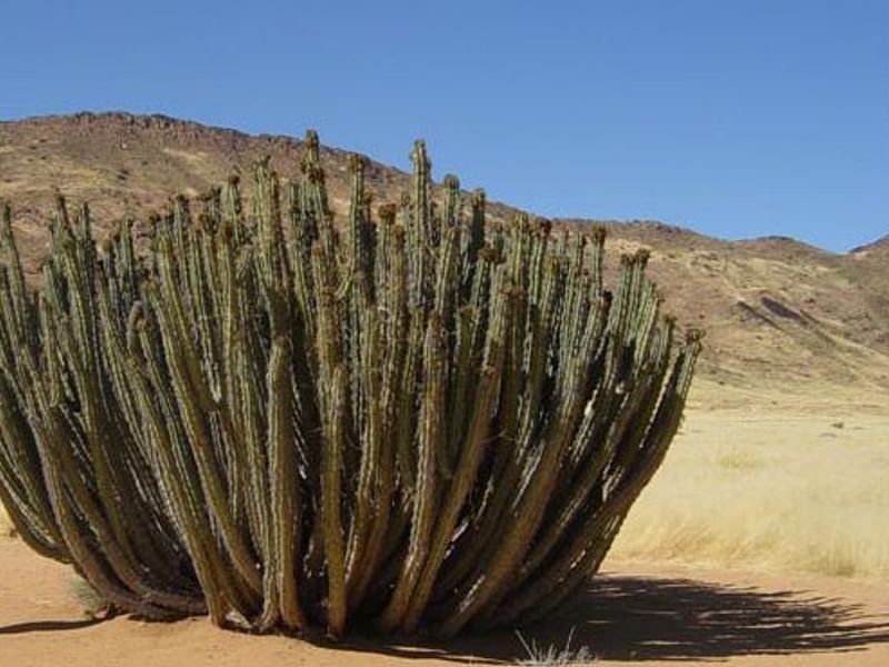 Euphorbia Gummifera | Euphorbia | Euphorbiaceae