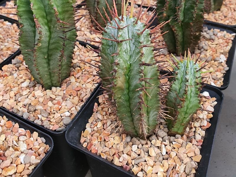 Euphorbia Horrida | Euphorbia | Euphorbiaceae