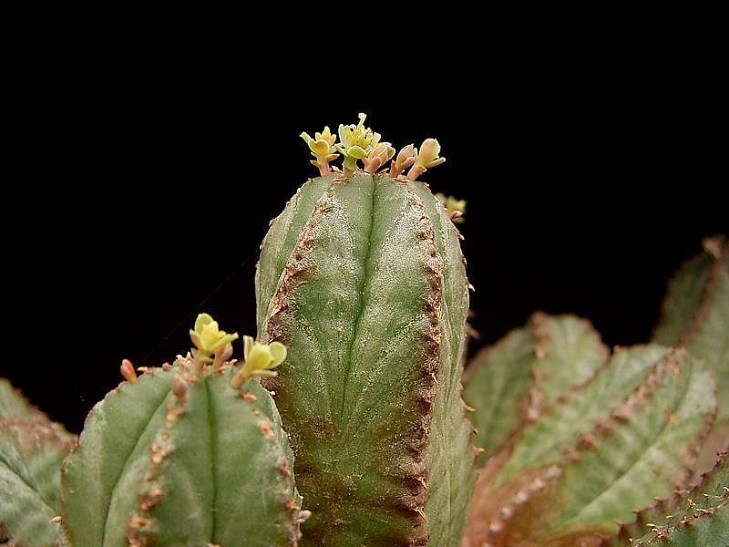 Euphorbia Latimammillaris Syn. Euphorbia Nesemannii | Euphorbia | Euphorbiaceae