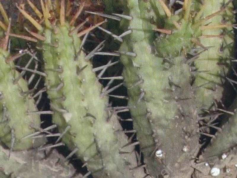 Euphorbia Latimammillaris Syn. Euphorbia Nesemannii | Euphorbia | Euphorbiaceae