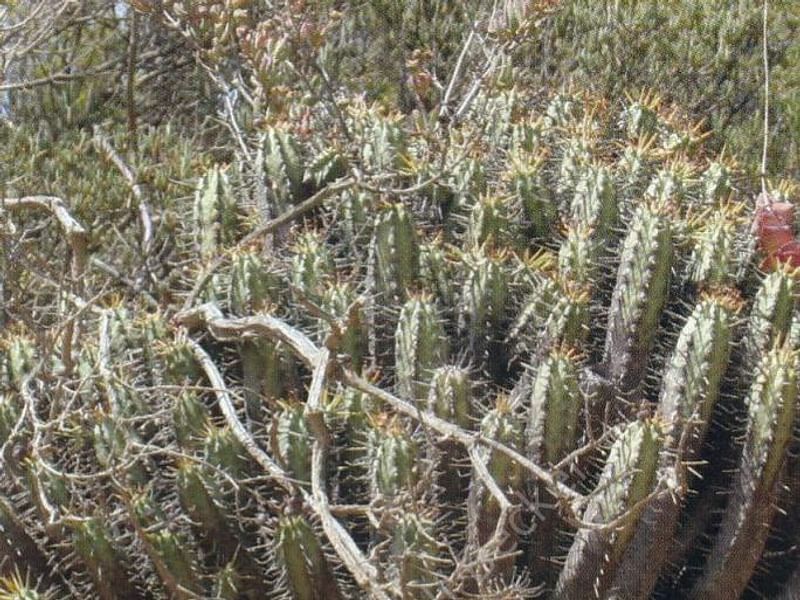 Euphorbia Latimammillaris Syn. Euphorbia Nesemannii | Euphorbia | Euphorbiaceae