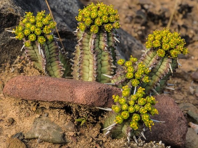 Euphorbia Latimammillaris Syn. Euphorbia Nesemannii | Euphorbia | Euphorbiaceae