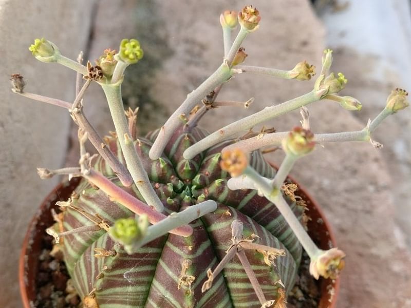 Euphorbia Meloformis Ssp. Valida | Euphorbia | Euphorbiaceae