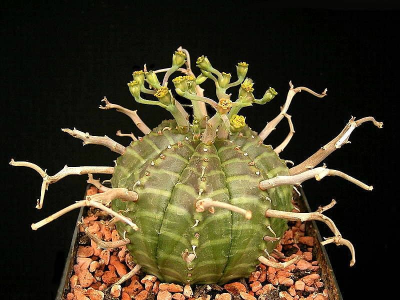 Euphorbia Meloformis Ssp. Valida | Euphorbia | Euphorbiaceae
