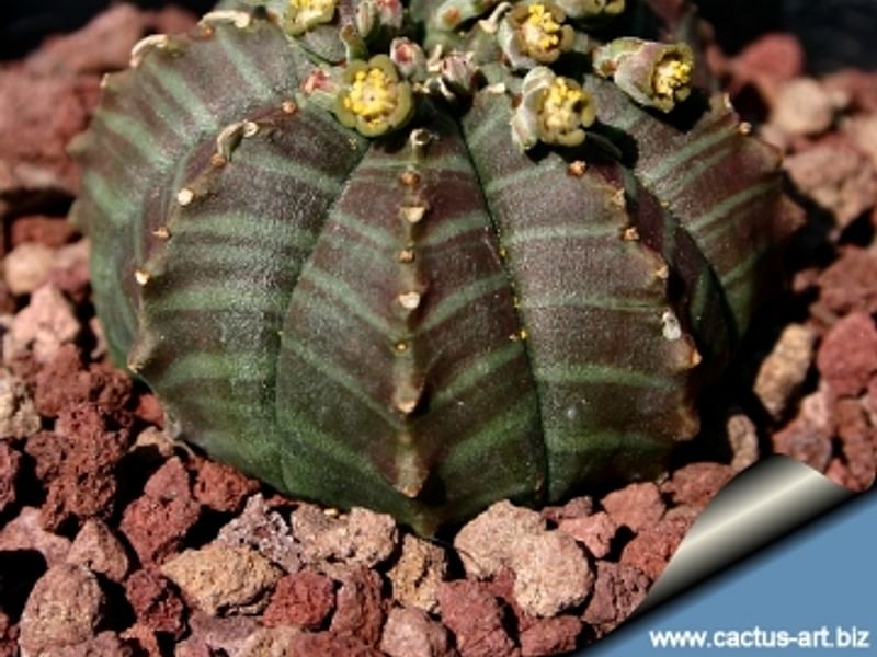 Euphorbia Meloformis Ssp. Valida | Euphorbia | Euphorbiaceae