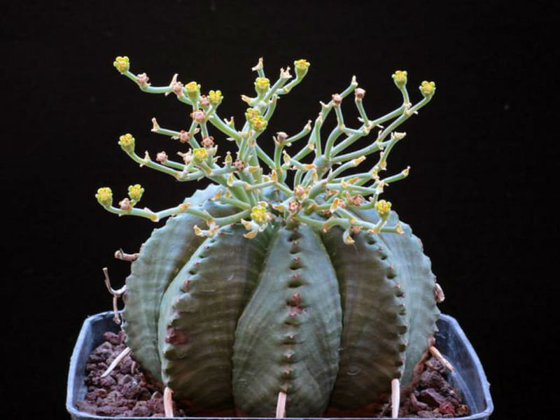 Euphorbia Meloformis Ssp. Valida | Euphorbia | Euphorbiaceae