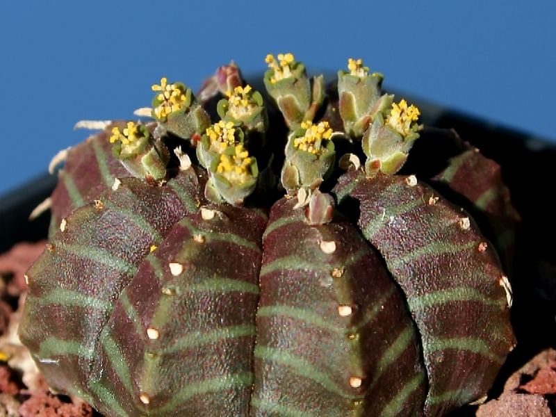 Euphorbia Meloformis Ssp. Valida | Euphorbia | Euphorbiaceae