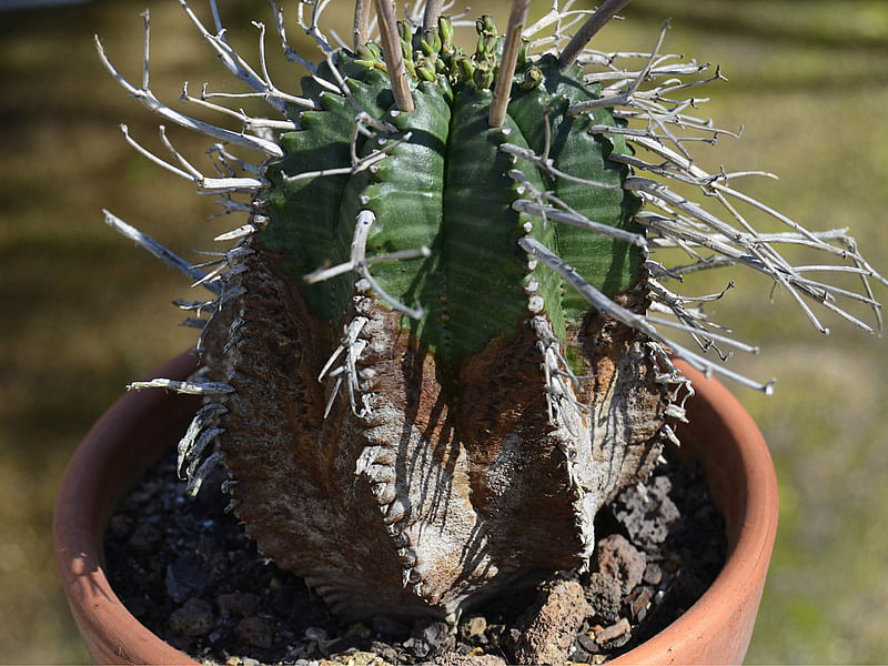 Euphorbia Meloformis Ssp. Valida | Euphorbia | Euphorbiaceae