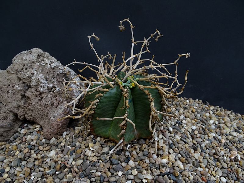 Euphorbia Meloformis Ssp. Valida | Euphorbia | Euphorbiaceae