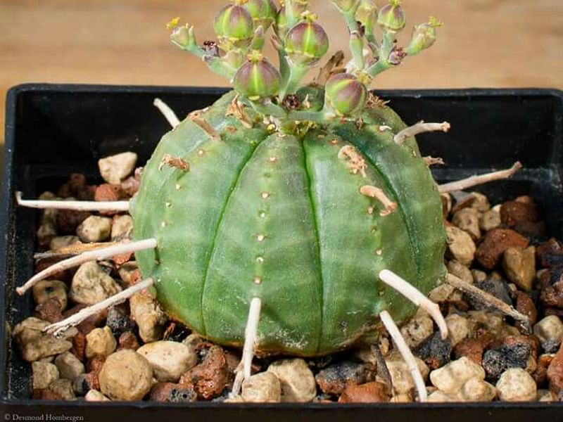 Euphorbia Meloformis Ssp. Valida | Euphorbia | Euphorbiaceae