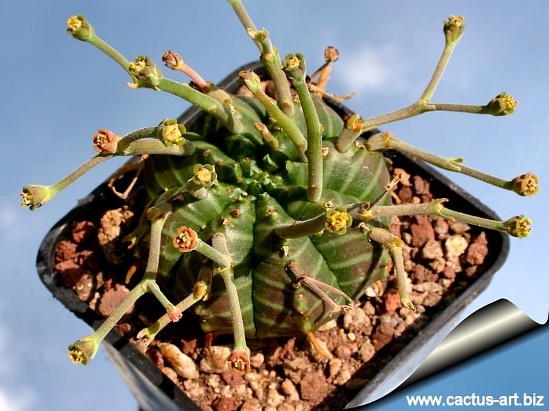 Euphorbia Meloformis Ssp. Valida | Euphorbia | Euphorbiaceae