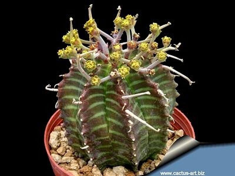 Euphorbia Meloformis Ssp. Valida | Euphorbia | Euphorbiaceae