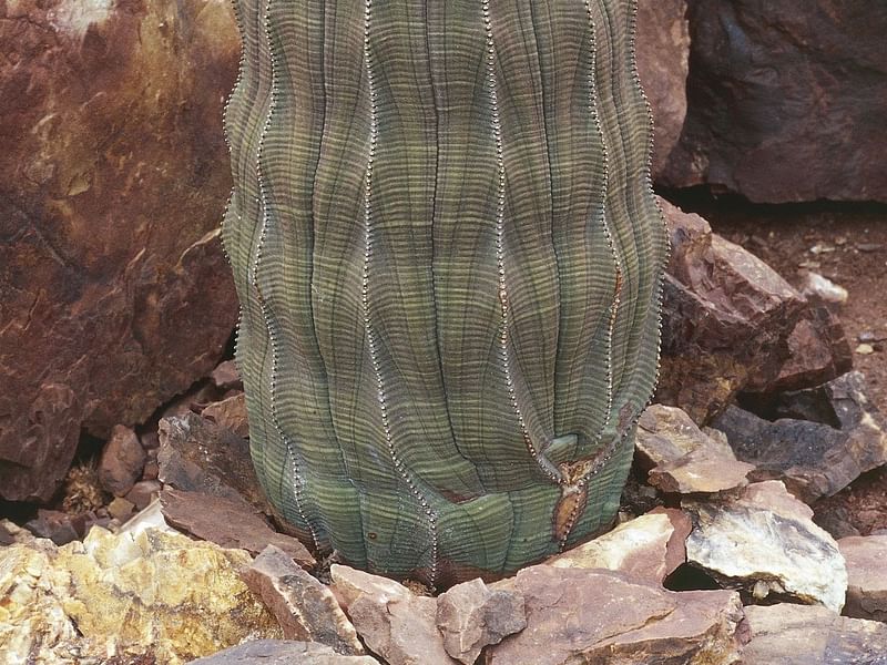Euphorbia Obesa | Euphorbia | Euphorbiaceae