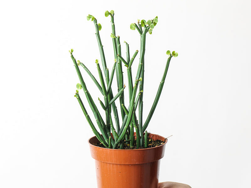 Euphorbia Phosphorea | Euphorbia | Euphorbiaceae