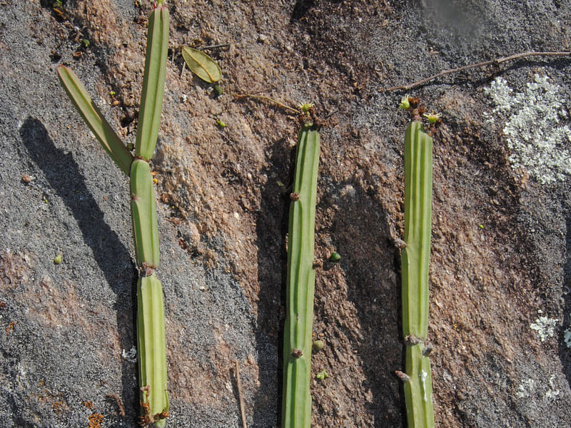 Euphorbia Phosphorea | Euphorbia | Euphorbiaceae