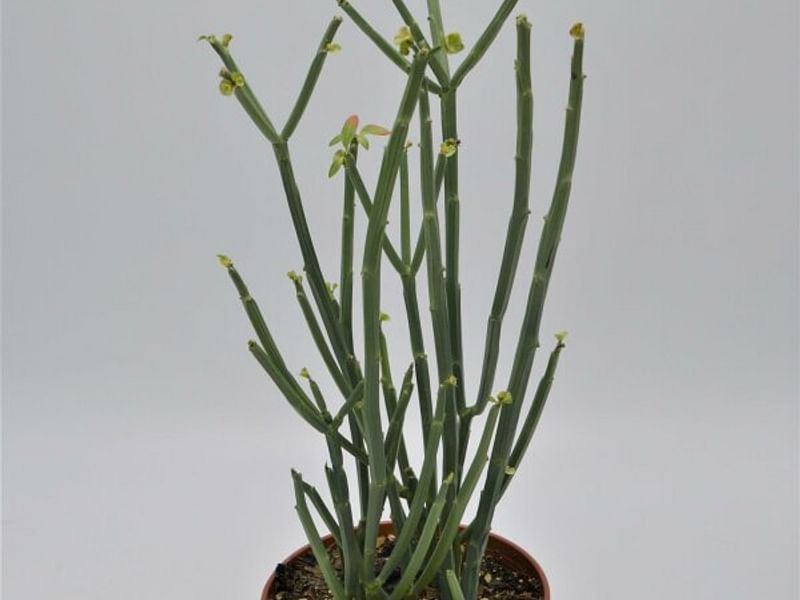 Euphorbia Phosphorea | Euphorbia | Euphorbiaceae