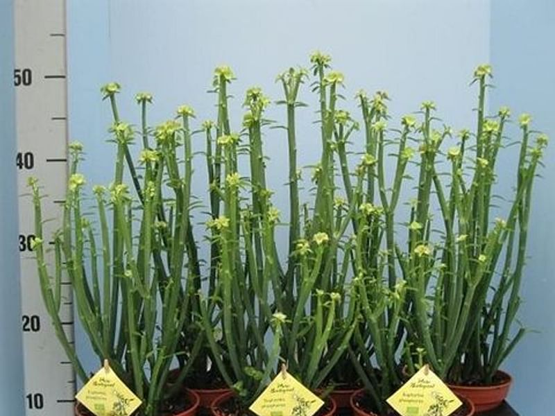 Euphorbia Phosphorea | Euphorbia | Euphorbiaceae