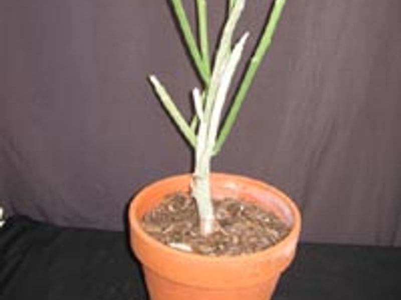 Euphorbia Phosphorea | Euphorbia | Euphorbiaceae