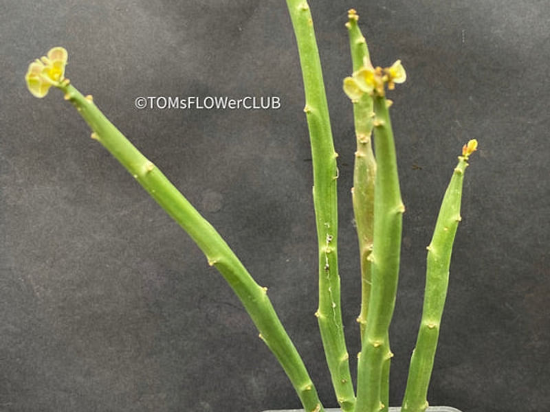 Euphorbia Phosphorea | Euphorbia | Euphorbiaceae