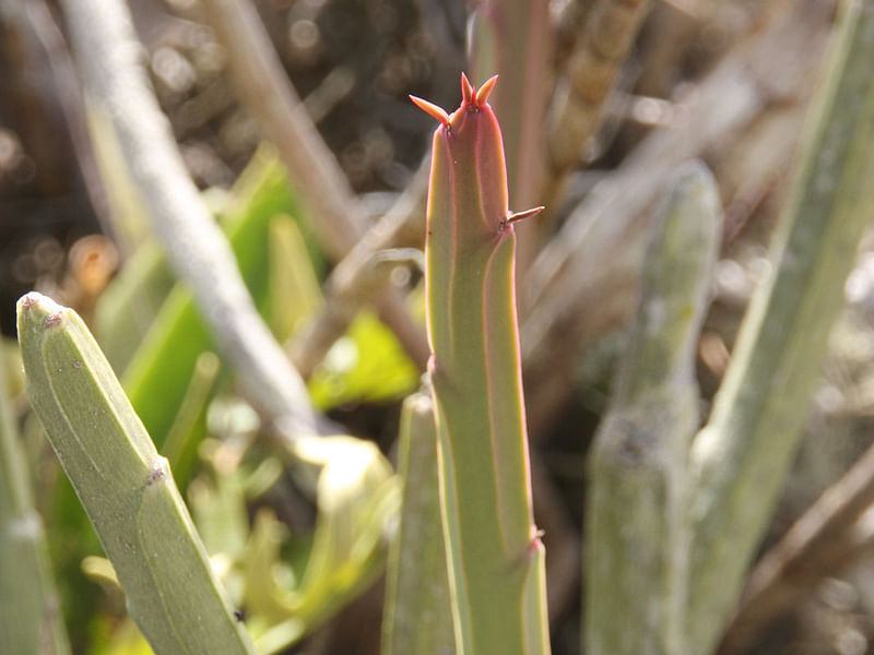 Euphorbia Phosphorea | Euphorbia | Euphorbiaceae