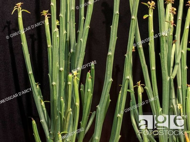 Euphorbia Phosphorea | Euphorbia | Euphorbiaceae