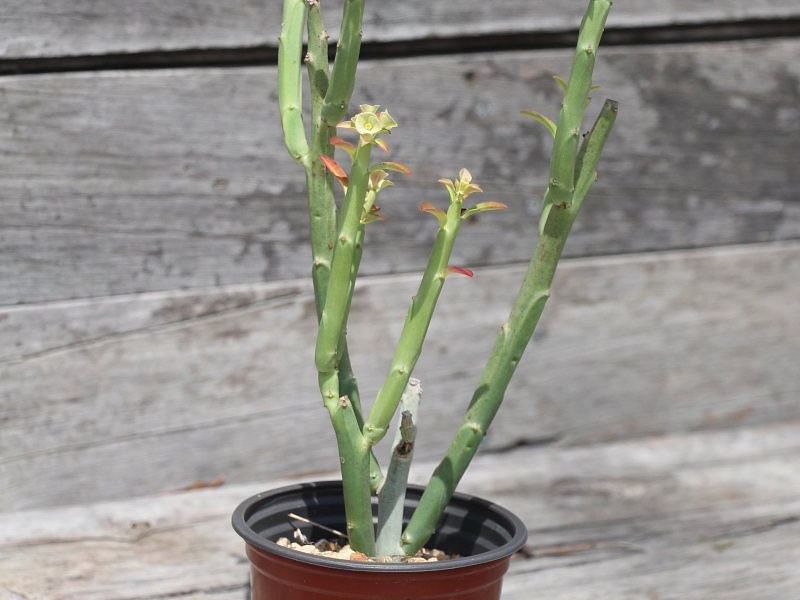Euphorbia Phosphorea | Euphorbia | Euphorbiaceae