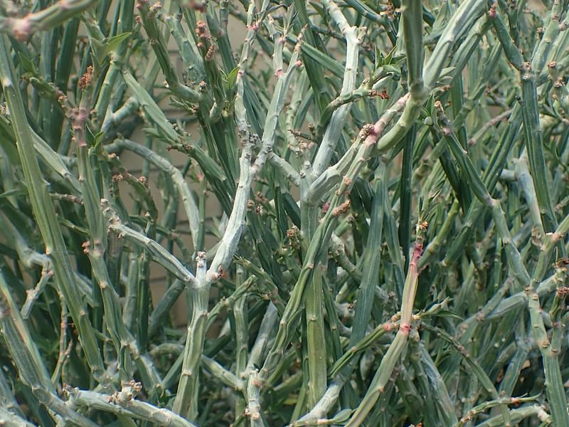 Euphorbia Phosphorea | Euphorbia | Euphorbiaceae